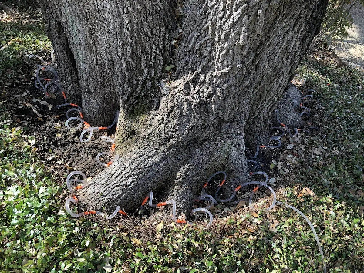 Detailed Tree Cabling and Bracing job site in Bedford